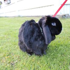 Kanin Ministald's Black Amira