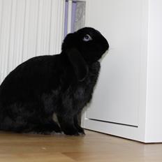 Kanin Ministald's Black Amira