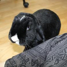 Kanin Ministald's Black Amira