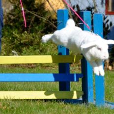 Kanin Hybens Nice Things 