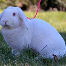 Kanin Hybens Nice Things 