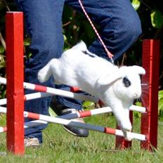 Kanin Kimeras Harry Potter 