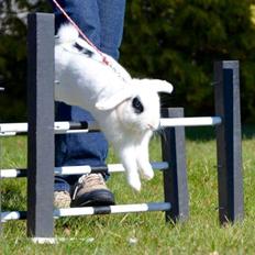 Kanin Kimeras Harry Potter 