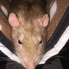 Tamrotte Jamie R.I.P