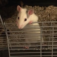 Tamrotte StageRats Avery