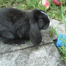 Kanin Fransk Vædder Furby