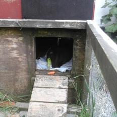 Kanin Fransk Vædder Furby