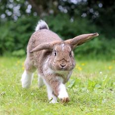 Kanin Zincerellas High Sparrow