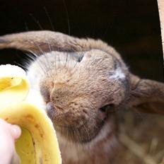 Kanin Zincerellas High Sparrow