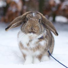 Kanin Zincerellas High Sparrow