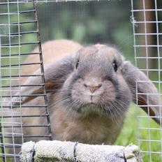 Kanin Sundahls Goat Boy