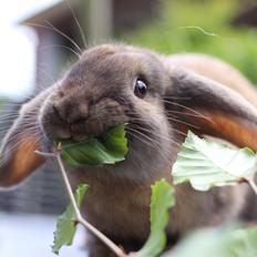 Kanin Sundahls Goat Boy