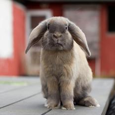 Kanin Sundahls Goat Boy