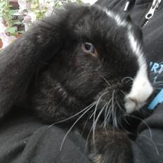 Kanin Fransk Vædder Furby