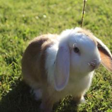 Kanin Twoface *Himmelgnaver*