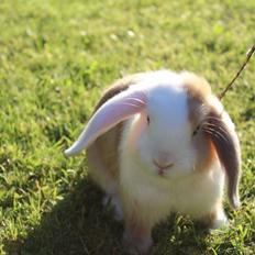 Kanin Twoface *Himmelgnaver*