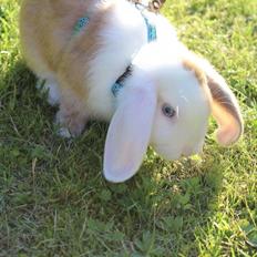 Kanin Twoface *Himmelgnaver*