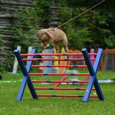 Kanin Oceans SCh. Playa Vargas af Sofiagården