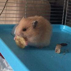 Hamster HAMSTERHEAVENS Nero