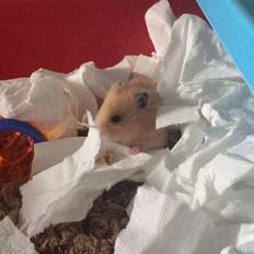 Hamster HAMSTERHEAVENS Nero