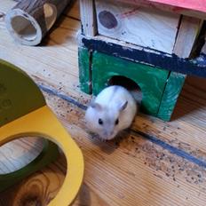 Dværghamster Oreo