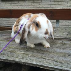 Kanin Mælkebøttegaardens Mango