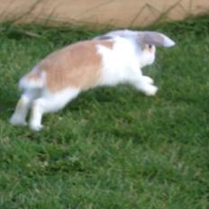 Kanin Smølfehuset's Mac Retro "Arto"