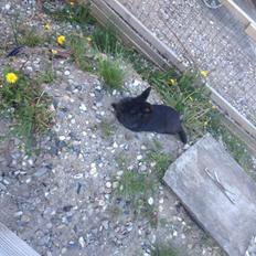 Kanin Bjørnevadgaard's Fluffy