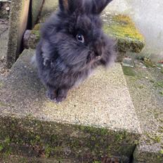 Kanin Bjørnevadgaard's Fluffy