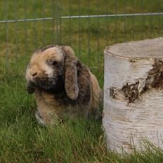 Kanin (DV) Kong Richard I  |Møffe|