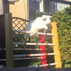 Kanin Feminiques Karma Valentino