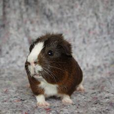 Marsvin Hero von fredenslund 