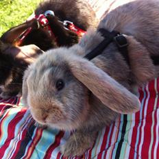 Kanin Studsdals Hero