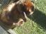 Kanin Bach's Magnus R.I.P 