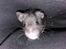 Hamster Noir