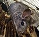 Chinchilla Beethoven R.I.P