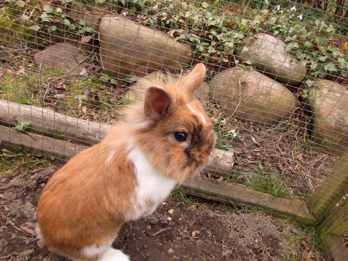 Kanin Bailey- løvehovedeblanding billede 1