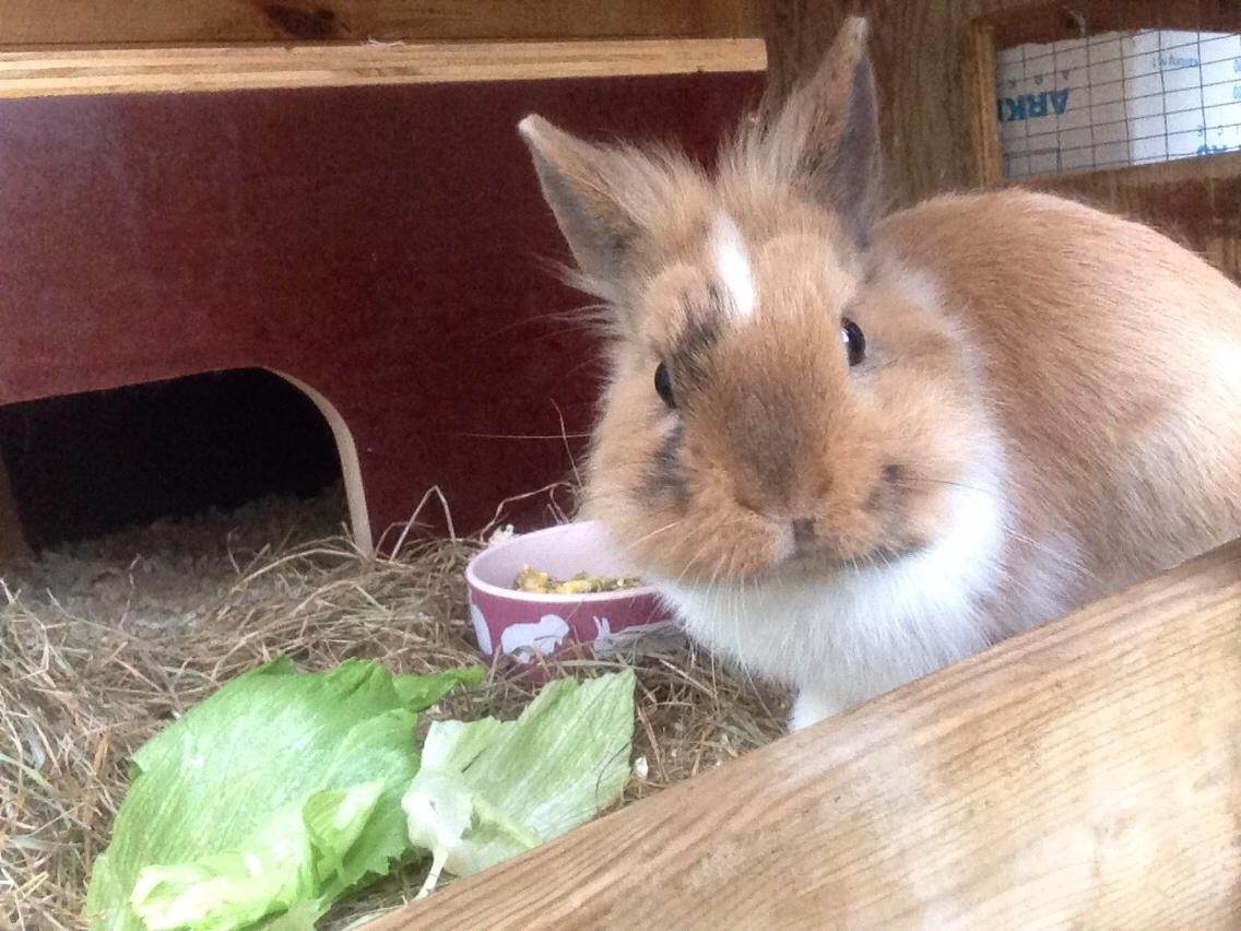 Kanin Bailey- løvehovedeblanding billede 17