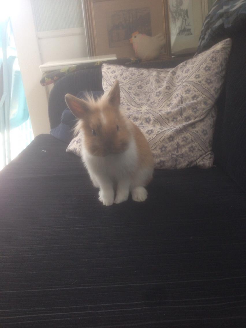 Kanin Bailey- løvehovedeblanding billede 23