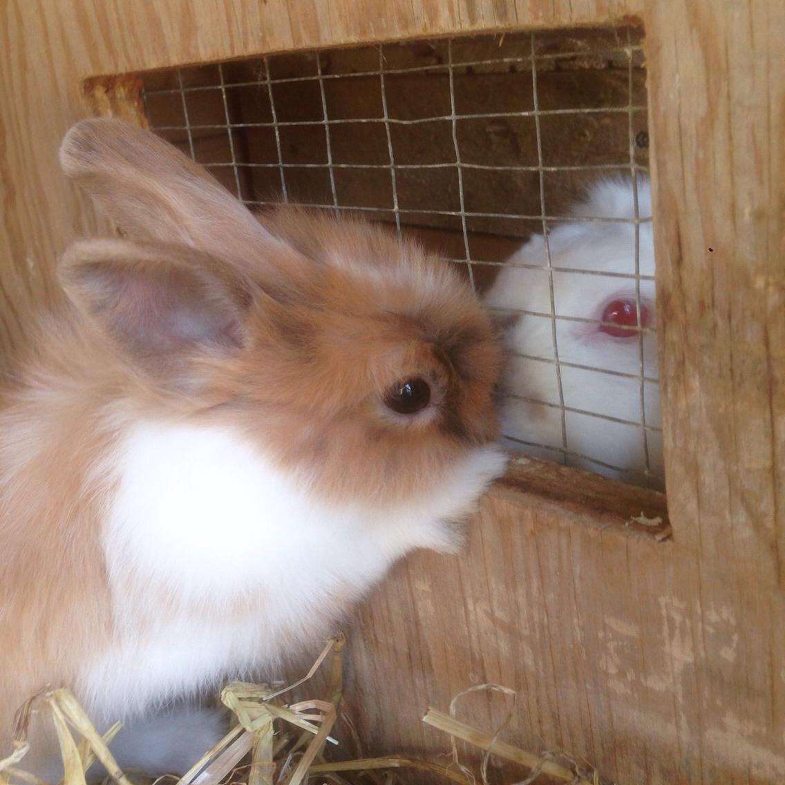 Kanin Bailey- løvehovedeblanding billede 34