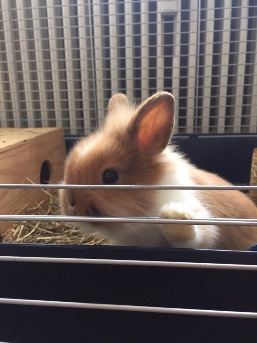 Kanin Bailey- løvehovedeblanding billede 41