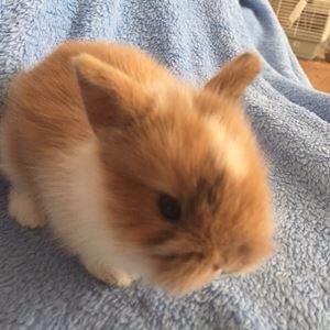 Kanin Bailey- løvehovedeblanding billede 44