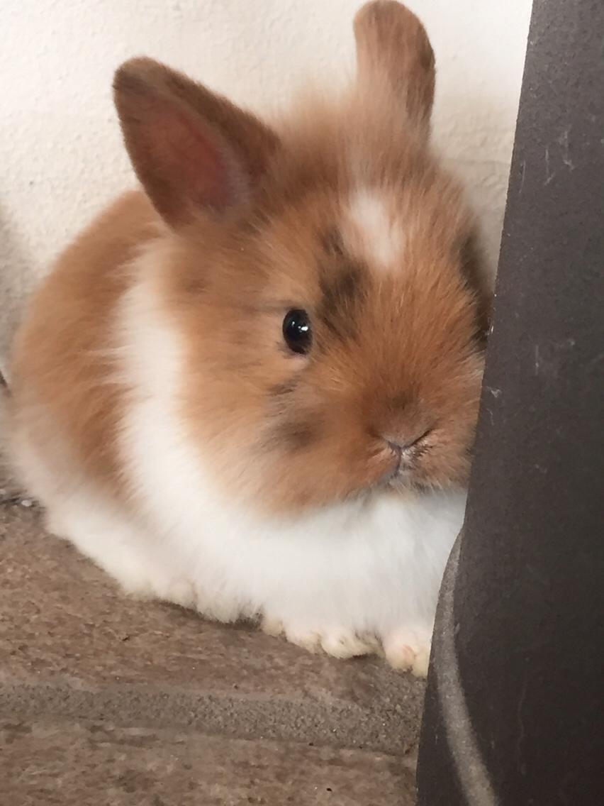 Kanin Bailey- løvehovedeblanding billede 43