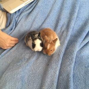 Kanin Bailey- løvehovedeblanding billede 46