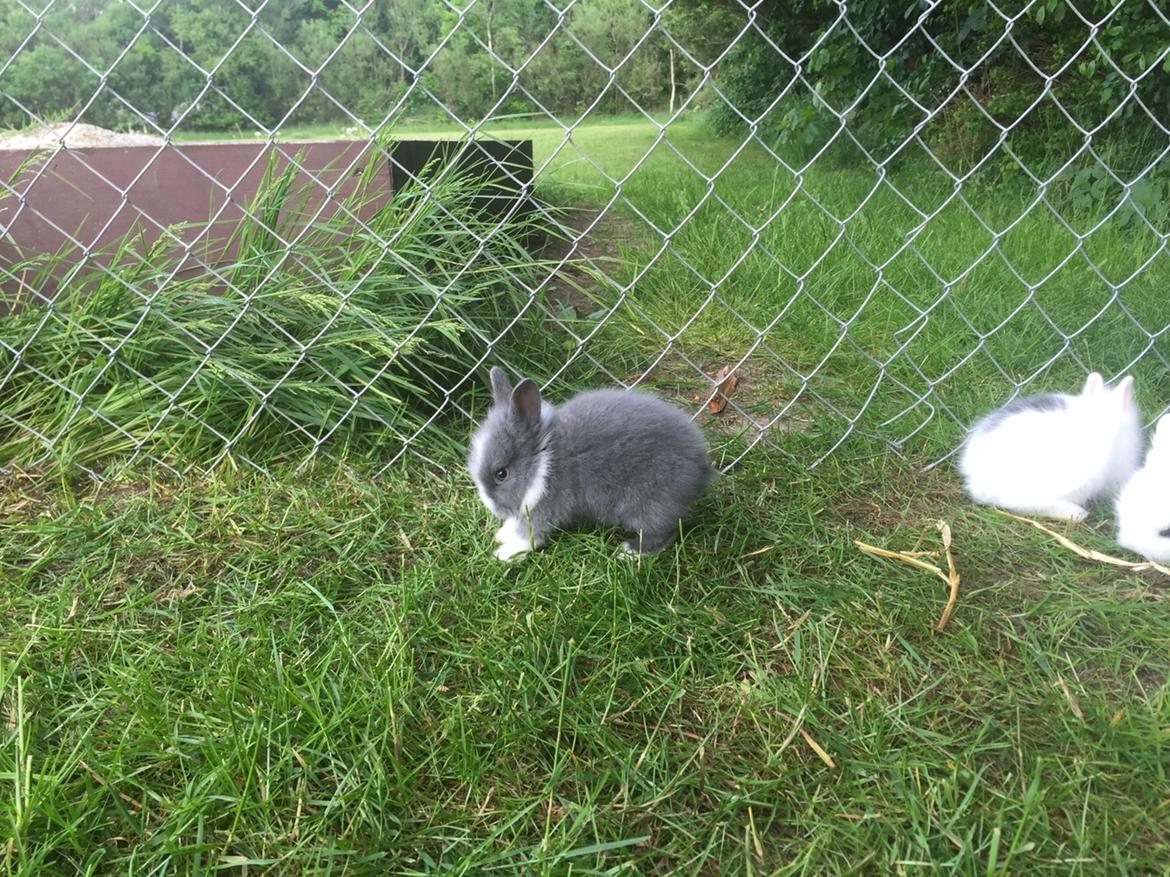 Kanin Sønderhedens Flora {Løvehoved} billede 2