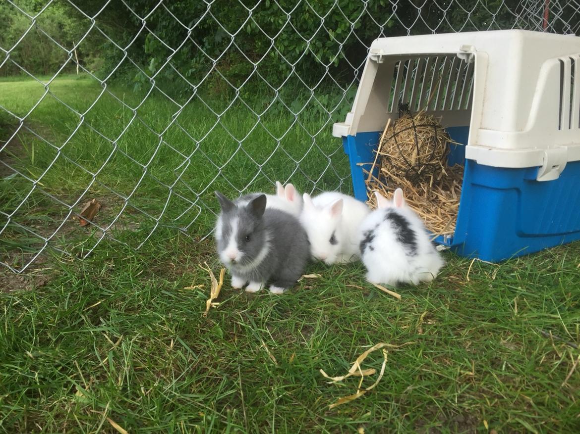 Kanin Sønderhedens Flora {Løvehoved} billede 4