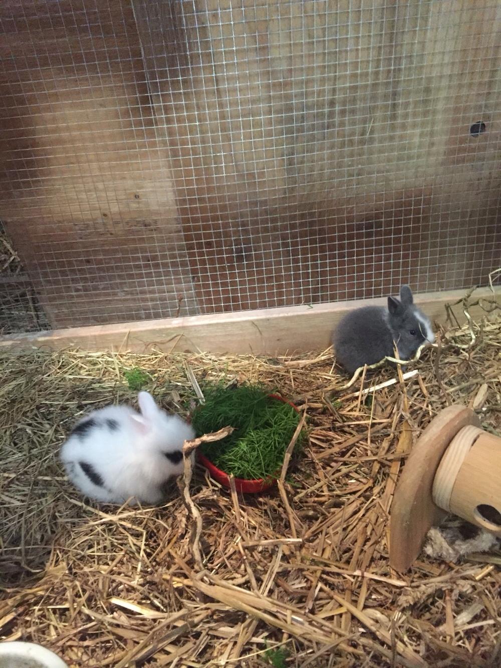 Kanin Sønderhedens Flora {Løvehoved} billede 6