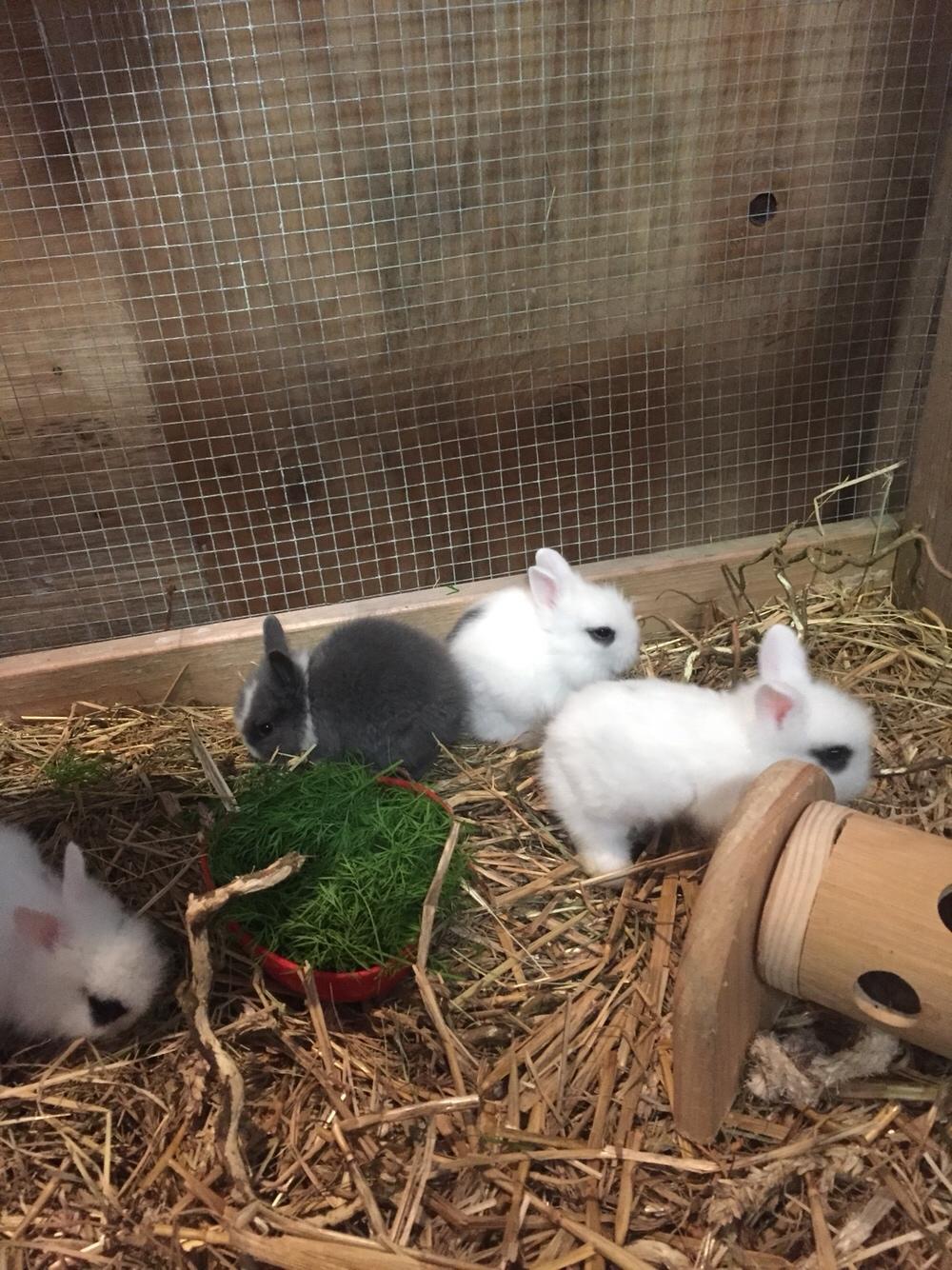 Kanin Sønderhedens Flora {Løvehoved} billede 9