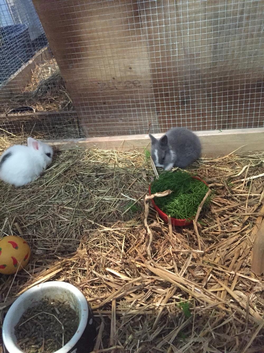 Kanin Sønderhedens Flora {Løvehoved} billede 5