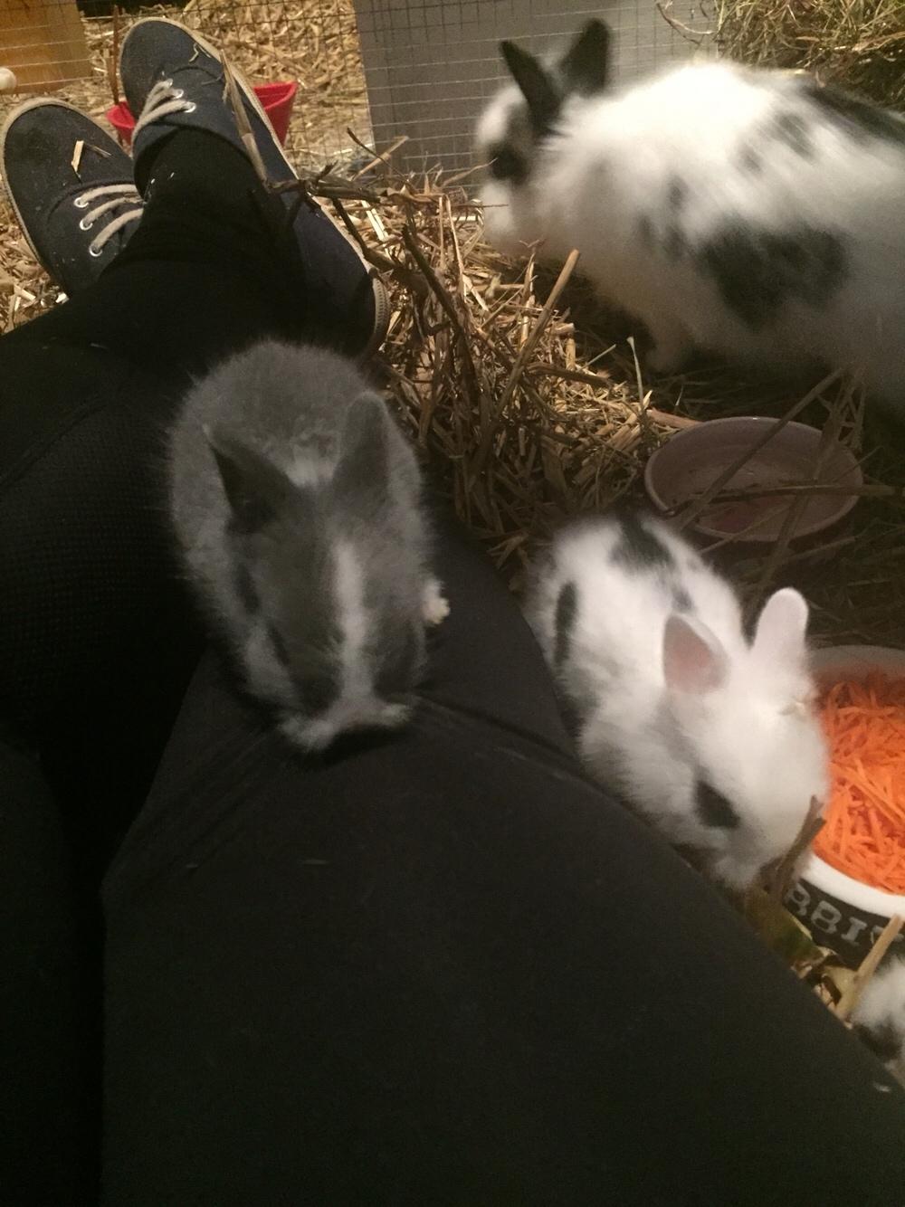 Kanin Sønderhedens Flora {Løvehoved} billede 11